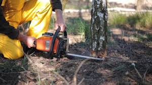 Best Root Management and Removal  in Pinardville, NH