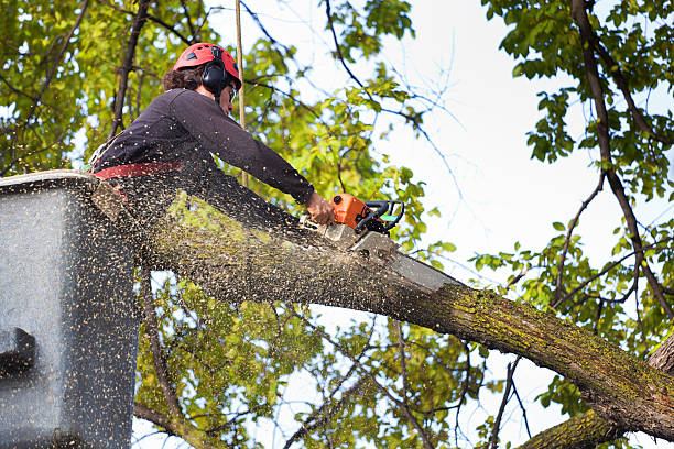 Pinardville, NH Tree Services Company