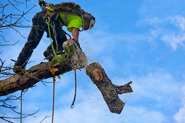 How Our Tree Care Process Works  in  Pinardville, NH